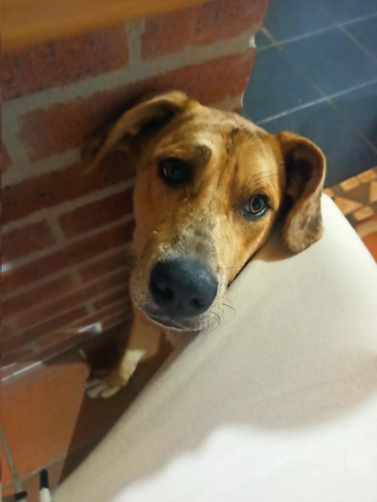 nosoyfrances's tweet photo. Tus ojitos me derriten. Que lindo es tener un lomito 🥰 https://t.co/lNhOZ1HG0n