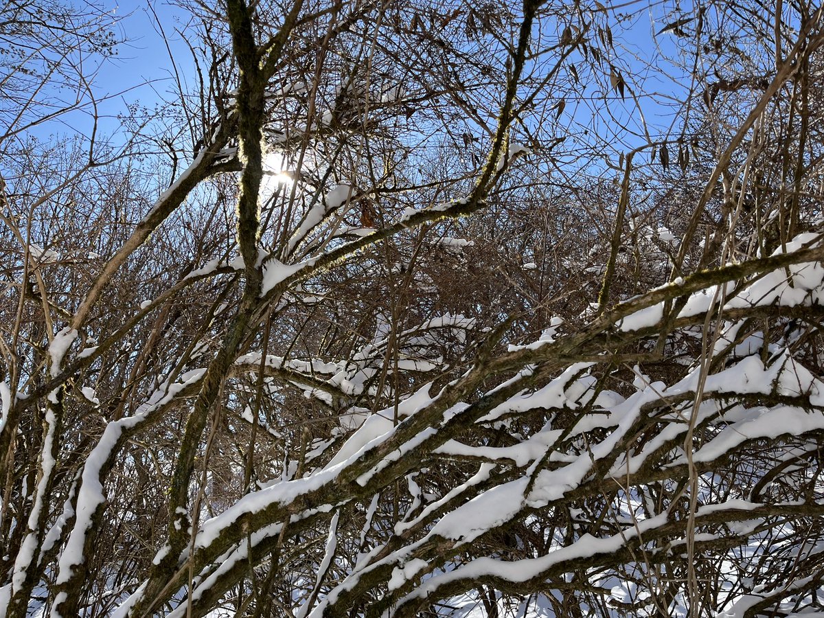 「雪景色でめっちゃ綺麗でした 」|熟成黒胡椒のイラスト