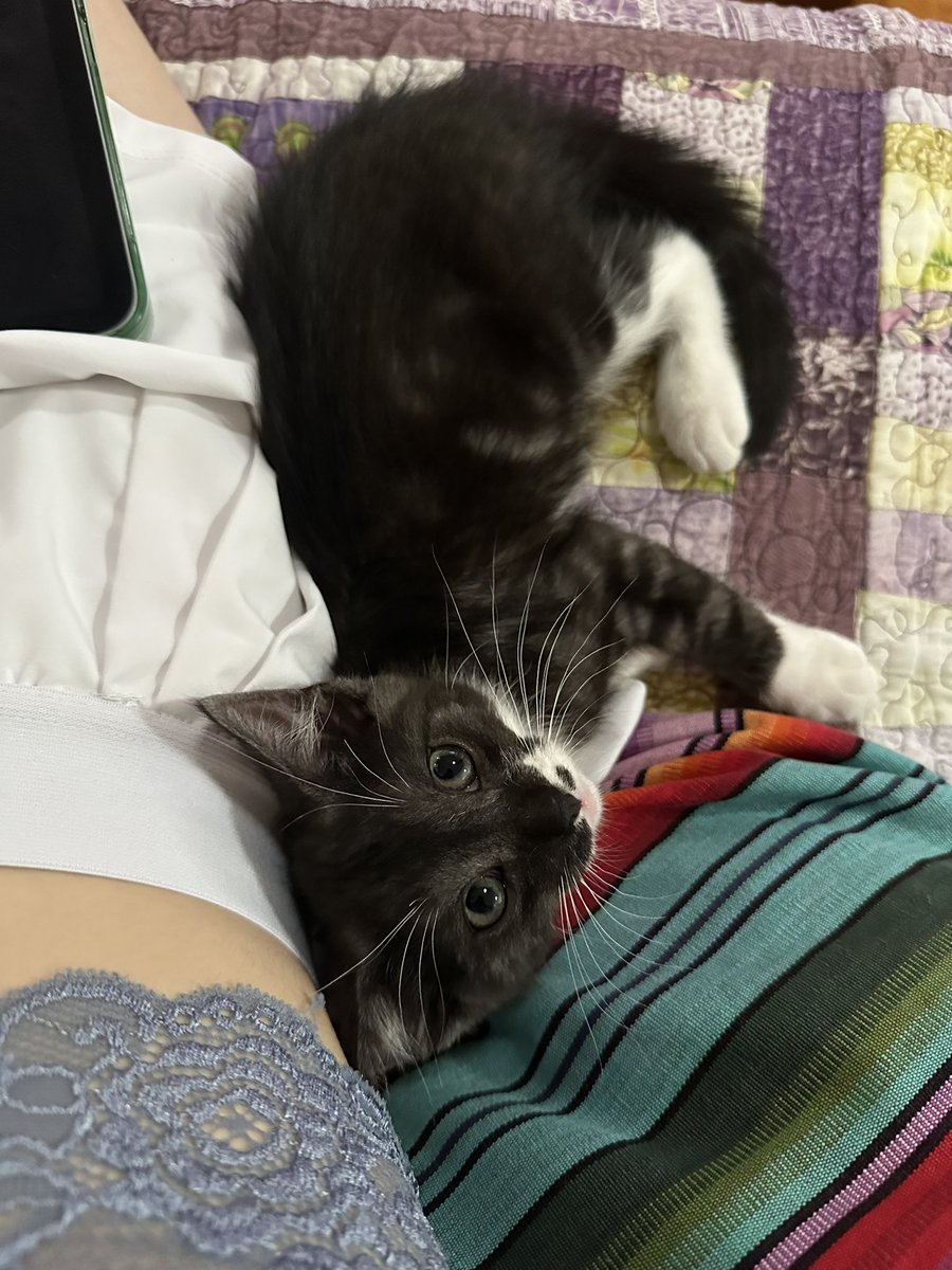 mothnotmissing's tweet photo. she warmed up to me so fast im losing my mind i love her https://t.co/iNXKE0yKpn