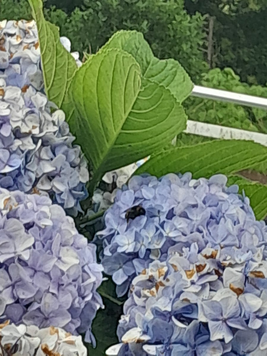 hellonearth2001's tweet image. The world's biggest bee