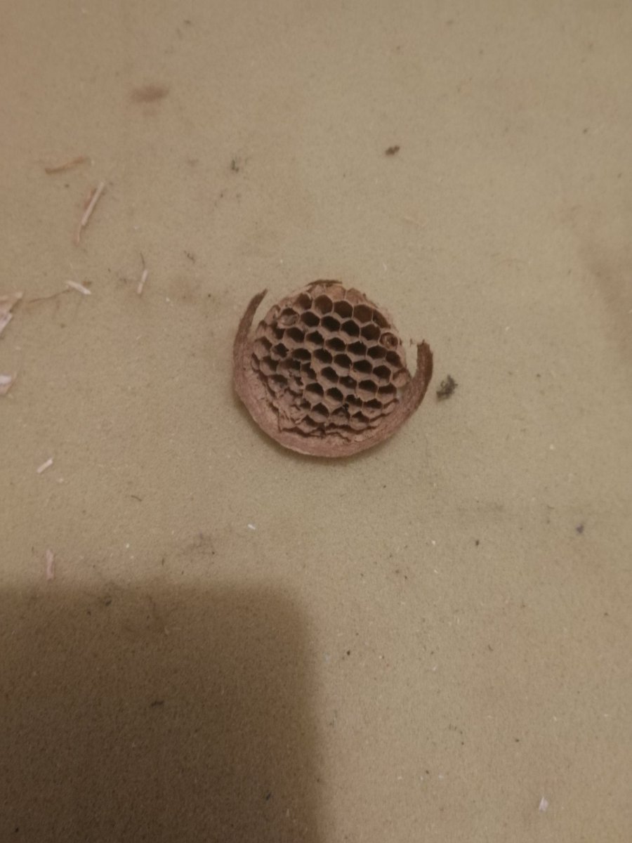victohenry's tweet photo. Good to know I wasn't the only one who went in their loft on NYE and had a wasp encounter! https://t.co/DqwrdCzxtY
