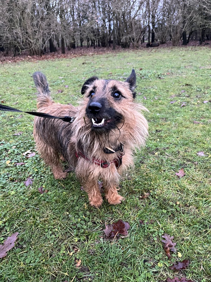 they call him rizzby