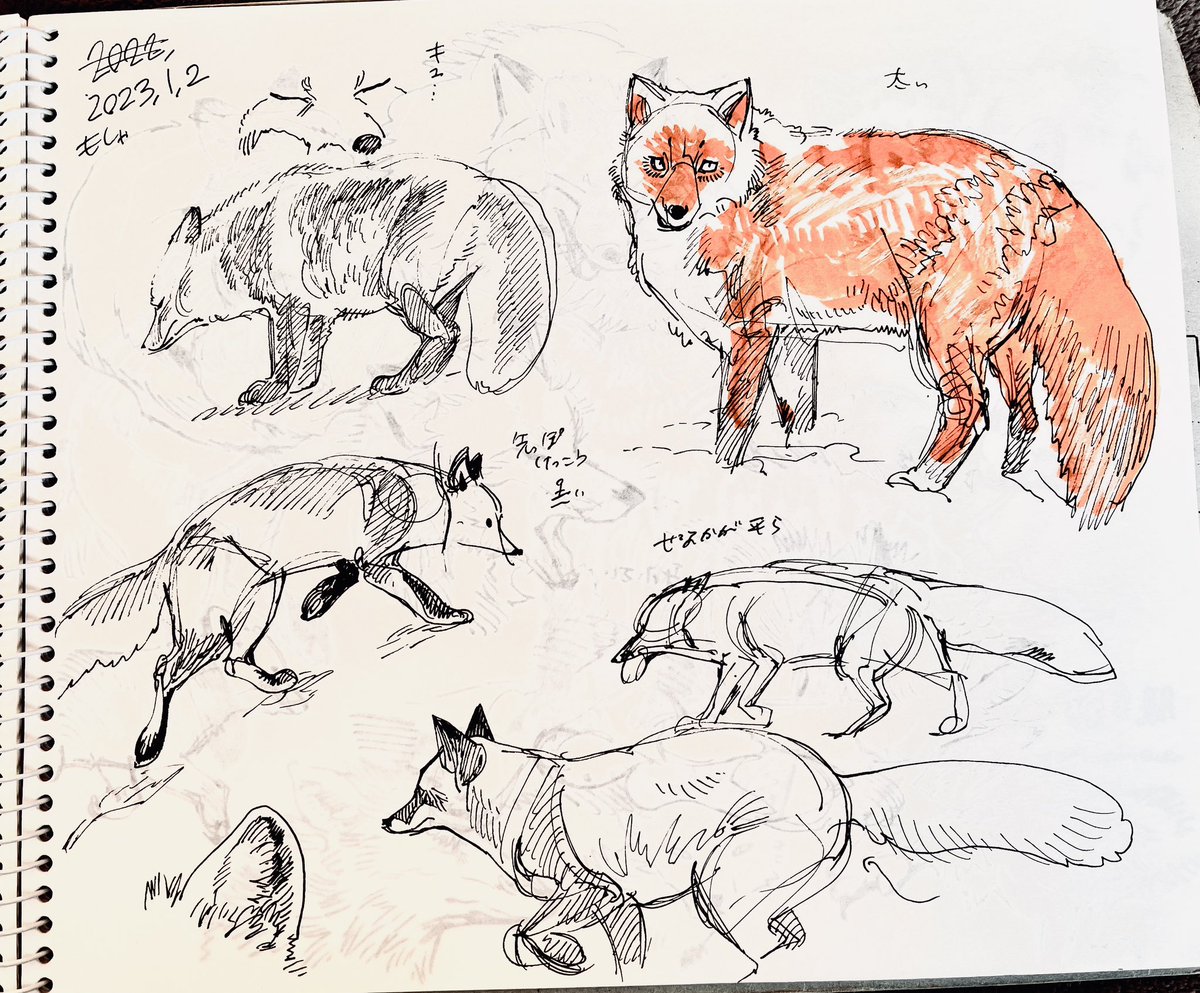 キツネ模写〜 