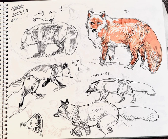 キツネ模写〜 
