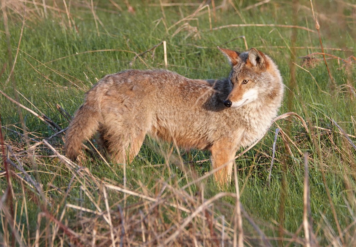 onlypnp's tweet photo. Distracted. Coyote, Tommy Thompson Park, Toronto.  @ROMtoronto and #ROMwpyON https://t.co/4x1NzVk2ii
