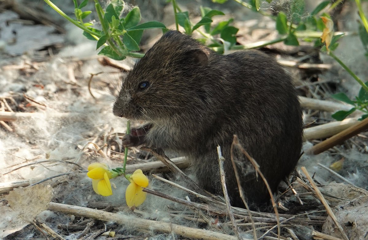 onlypnp's tweet photo. Meadow Vole, Tommy Thompson Park, Toronto.  @ROMtoronto and #ROMwpyON https://t.co/41ibMBTWbt