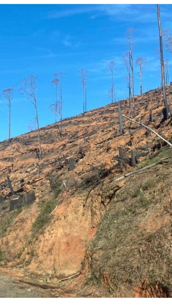 mac_bron's tweet image. Victorians, if we want to protect the precious #biodiversity of our remaining native forests, we need Dan Andrews to abolish loss-making, emissions-creating criminal outfit VicForests asap, let 2023 be the year we put a stop to #NativeForest destruction #LoggingisCriminal