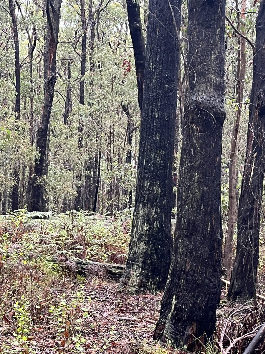 mac_bron's tweet image. Victorians, if we want to protect the precious #biodiversity of our remaining native forests, we need Dan Andrews to abolish loss-making, emissions-creating criminal outfit VicForests asap, let 2023 be the year we put a stop to #NativeForest destruction #LoggingisCriminal