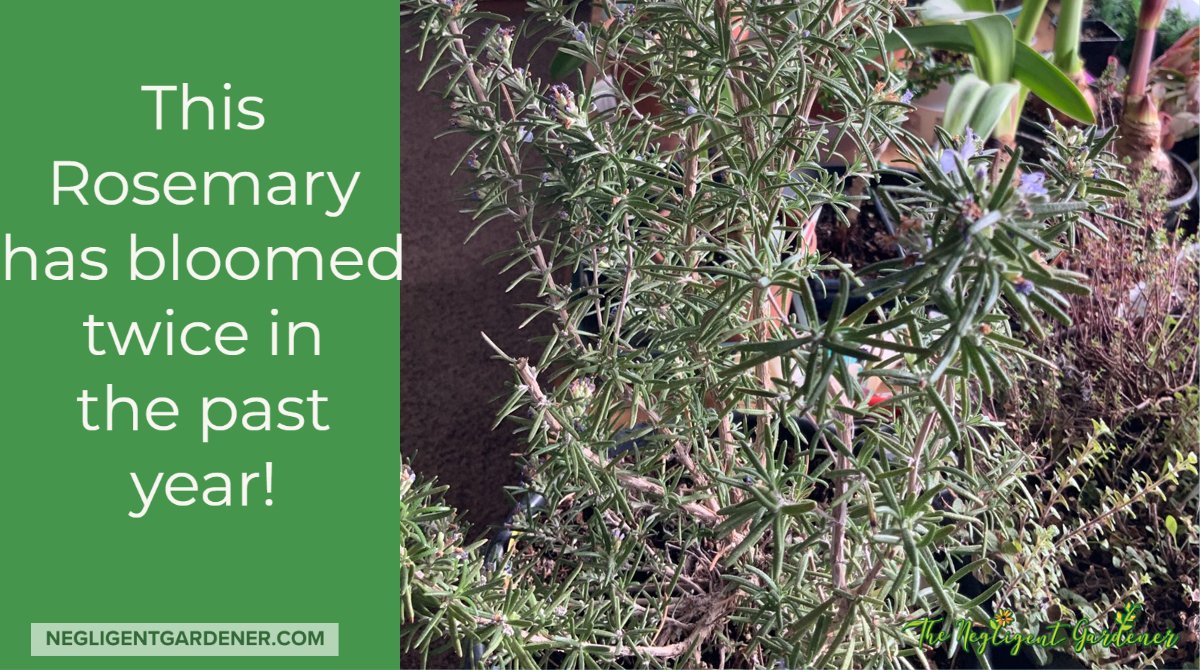 Bought this rosemary as a large plant. I give it a little fertilizer and some sun and it blooms repeatedly. Never had this happen before!

#herbs #rosemary