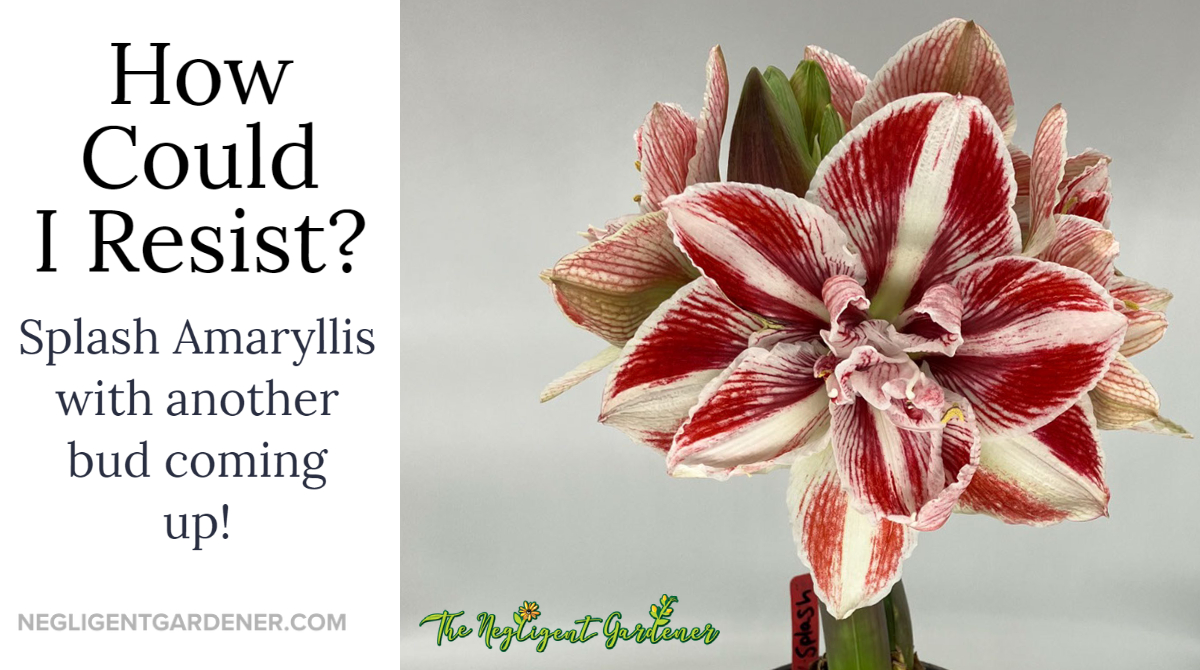 Another bulb I bought this year. It was time to add some doubles to my inventory. 

#amaryllis #Flowers