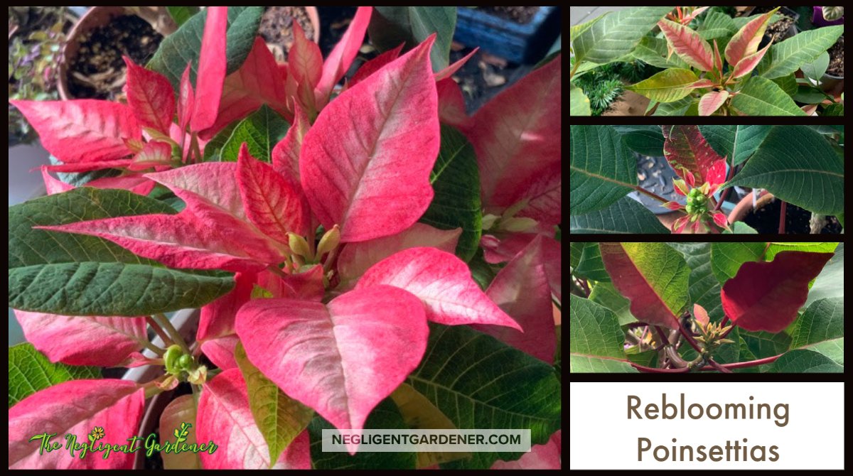 Ever wonder if you could rebloom your poinsettias? Check out how I've done it with some success.

negligentgardener.com/is-it-possible…

#poinsettia #houseplants #Flowers