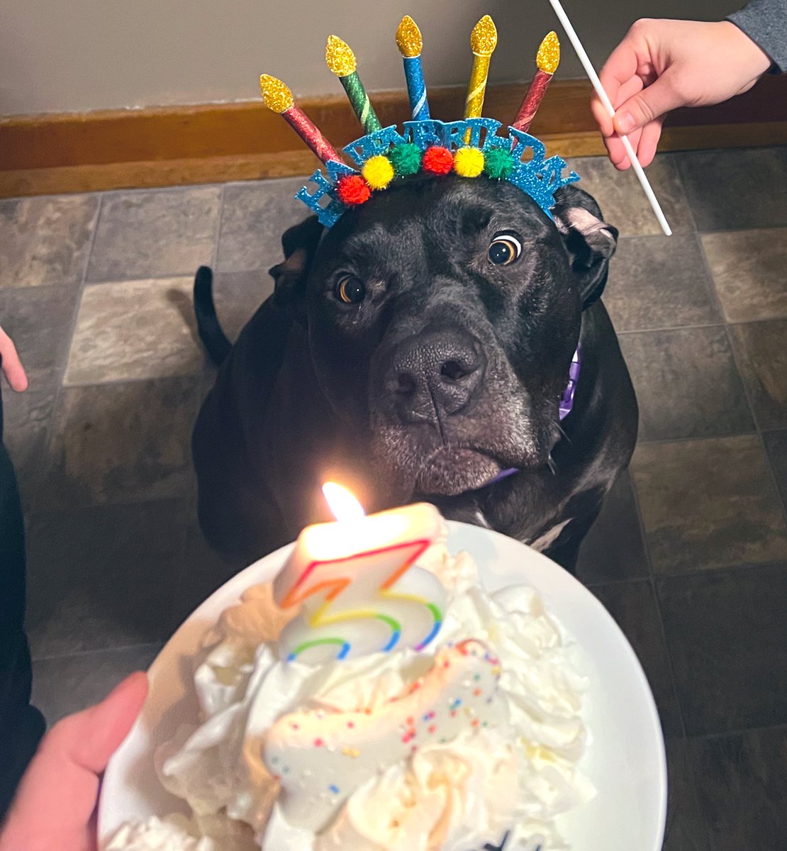 rebeccafegan12's tweet photo. Happy 3rd Birthday to this handsome UGC creator! ππβ₯οΈ #ugccreators #petugc #openforcollabs #happybirthday #ohtoodles #thirdbirthday #happybirthdaybabyboy #petsoftwitter β₯οΈ https://t.co/1oHcHMVqC4