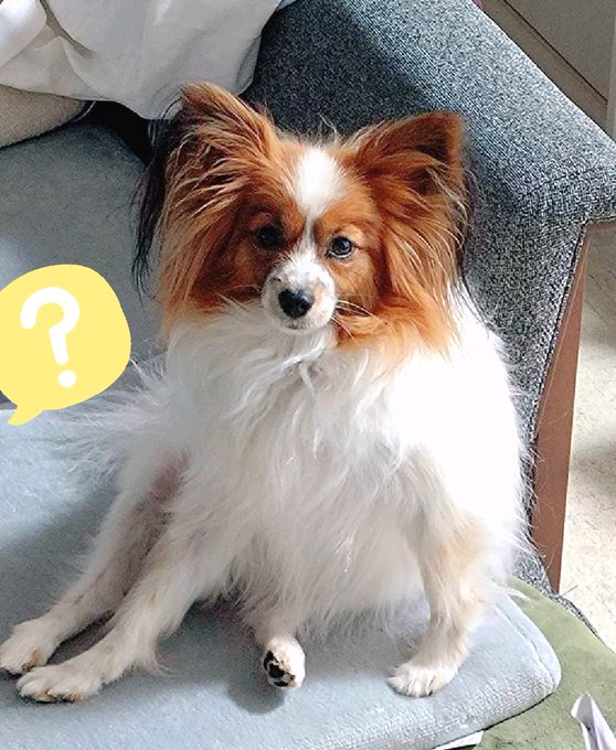 æ°å¹Žæ©ã
ãããµã³ãäžæè°ãªããšã«ãªã£ãŠããç¬