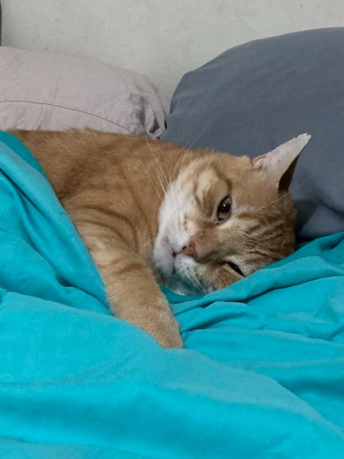 MadeleineIllus1's tweet photo. Happy Snoozy New Year everyone!
#newyearnap #sundaynap #newyear2022 #Endkiduthecat #catsoftwitter #snoozykitty #madeleineillustrated #lettersbymadeleine #cozy https://t.co/oZ47i6jcUi
