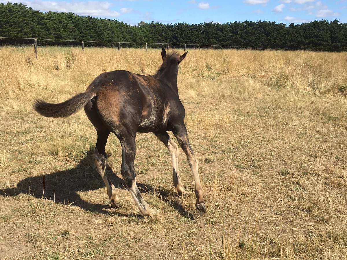 hurlzwithcurlz's tweet photo. I know I’m biased, but this colt by #TheStormInside out of #SierraGem is stunning #Vicbred #theTrots #Clancy https://t.co/lx2XX1QoWE