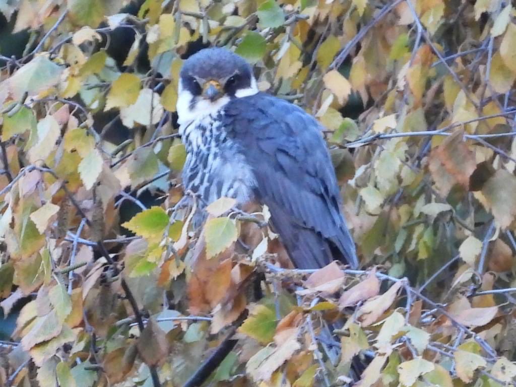 So another #WyverLaneNR @DerbysWildlife year closes & another starts. 2022 saw some classic #Localpatch days in the #Digitalnotebook @DerwentBirder @NatureUK @DanielCMartin1 @cockayne_simon let’s see what happens in 2023. Cattle Egret surely 😉