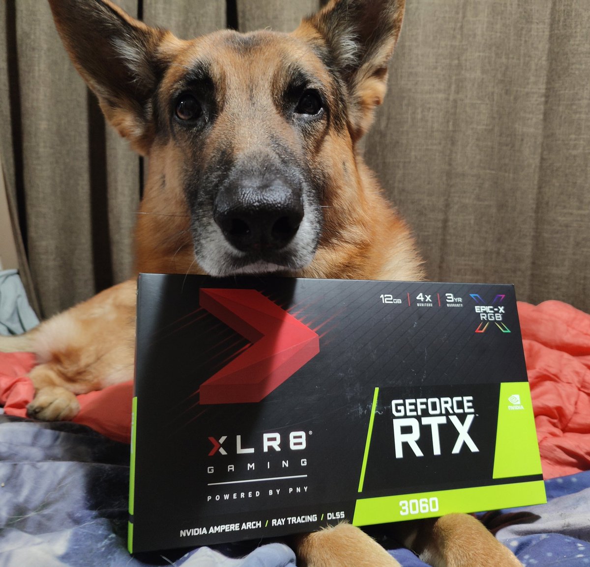 I'm giving away this PNY XLR8 RGB RTX 3060 (dog not included) as my New Year Celebration instead of wasting money on fireworks and part of my resolution to do more for others.

To enter (as the bot necessitates)
♥️ Like
🔀 Retweet 
✔️ Follow