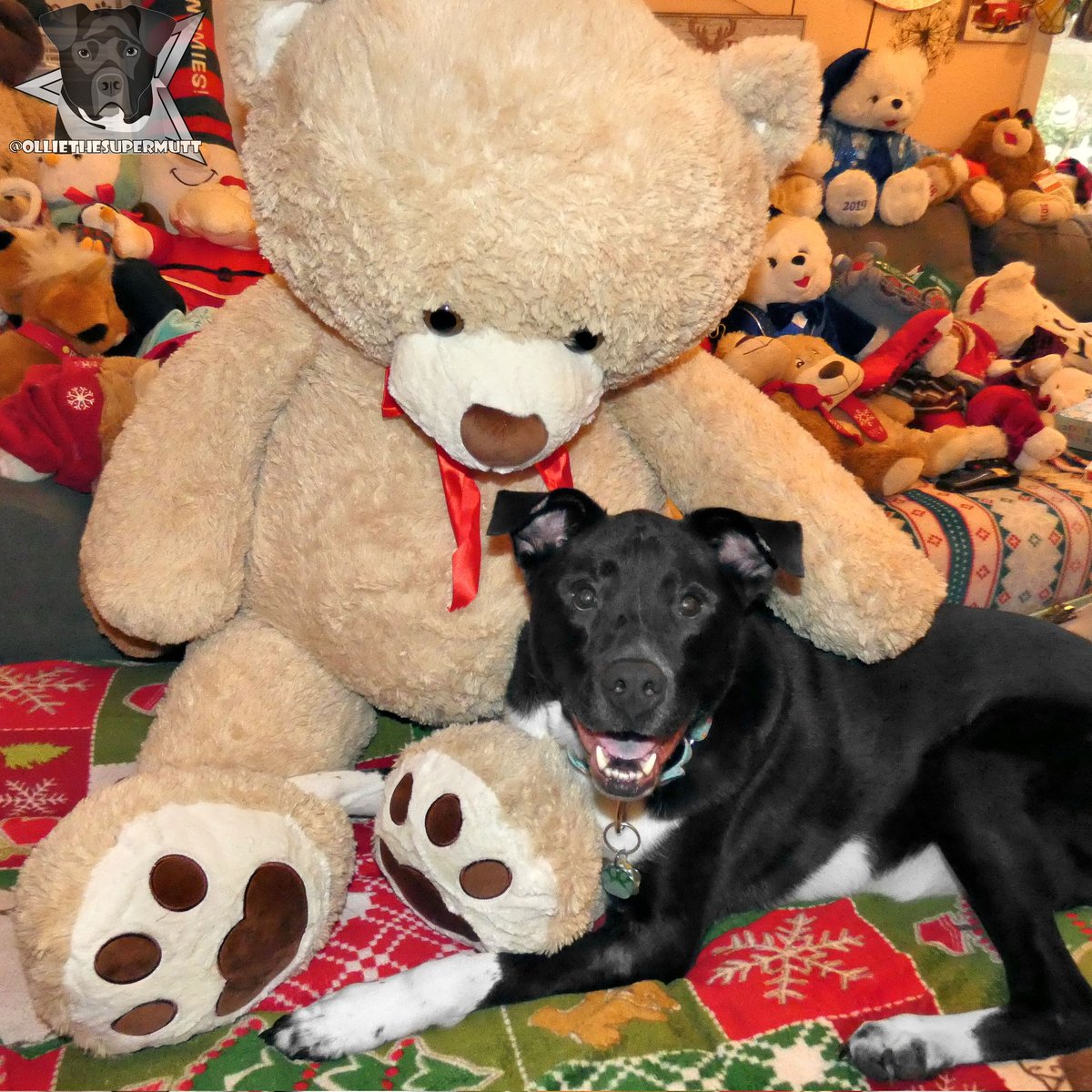 Happy New Year from me and my big buddy! I hope this year is a great one! 🥳🎉❤️🐕
.
.
#DogsofTwittter #DogsOnTwitter  #HappyNewYear #HappyNewYear2023 #NewYear #NewYear2023 #NewYearsEve