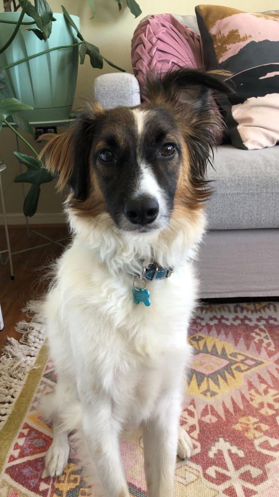 🚨🚨🚨Ayuda!! Se perdió nuestro perrito y estamos destrozados. Se llama Juni es blanco con negro y café. Tiene un placa celeste. Se perdió en la zona de Diagonal Rancagua con Infante en Providencia, podría estar por la zona de Salvador, Bilbao, Roman Díaz, Miguel Claro. RT