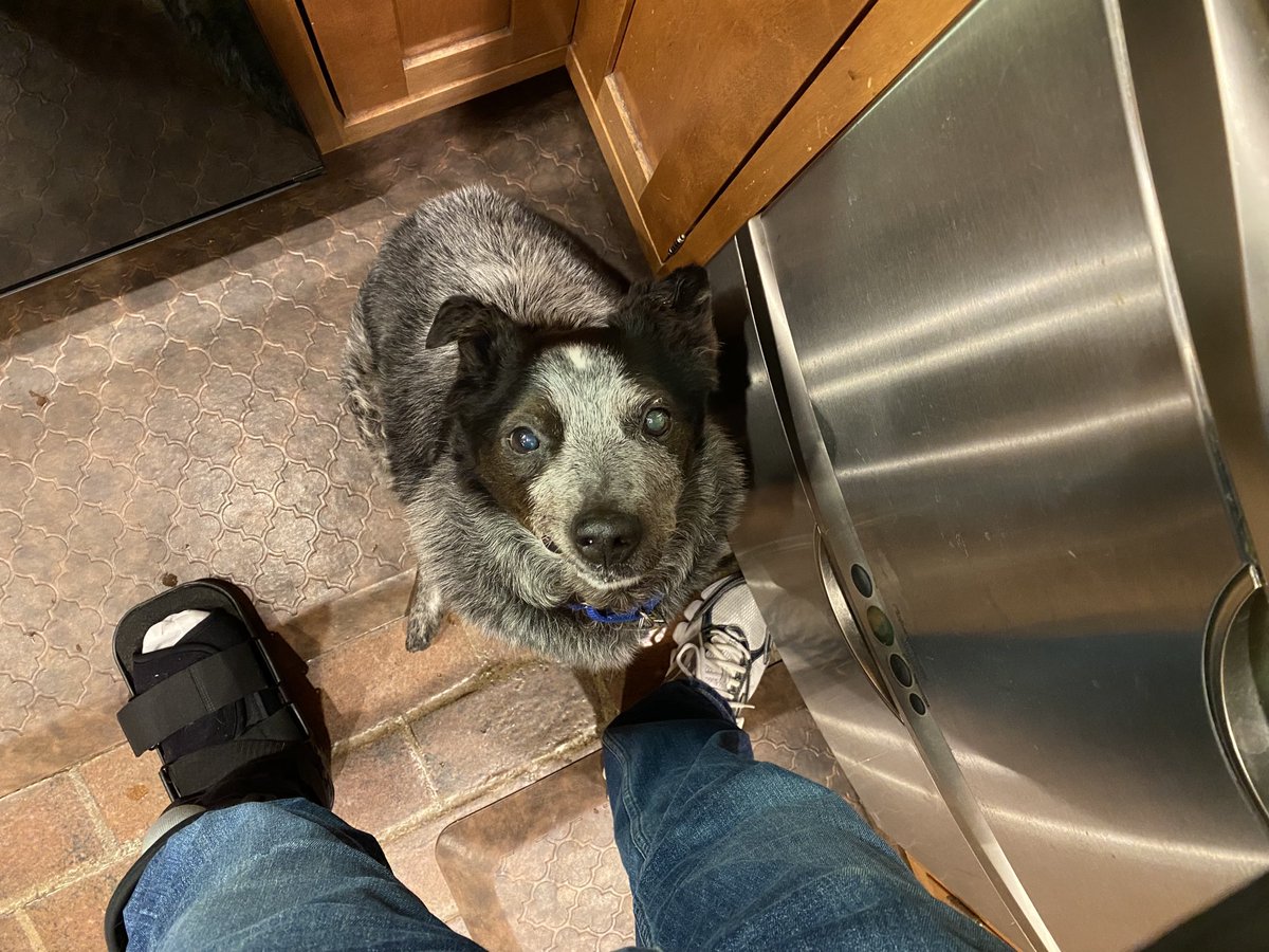 KurtWSYX6's tweet photo. What I have to deal with the entire time I’m trying to cook anything. 
❤️🐕 #LoveMerlin #DogsOfTwitter https://t.co/kkhIUwmJqC