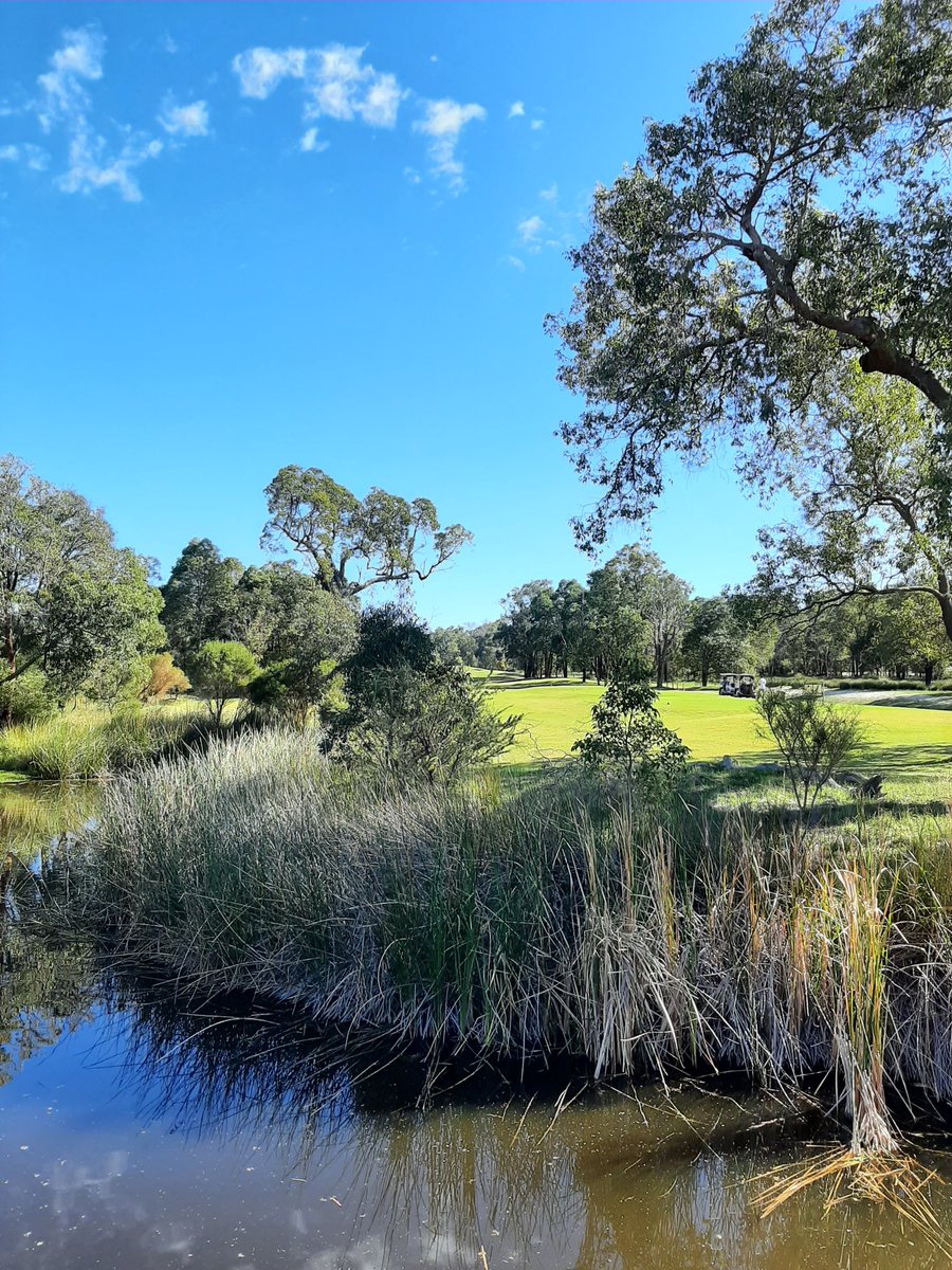 VinesRA's tweet photo. There is nature all around The Vines golf course, including tall native trees providing food for wildlife such as the endangered Carnaby's black cockatoos. The planned re-development will destroy many of these trees 😥

#savethevinesgolfcourse #savethevines #savethetrees https://t.co/BpXdrxdjqU