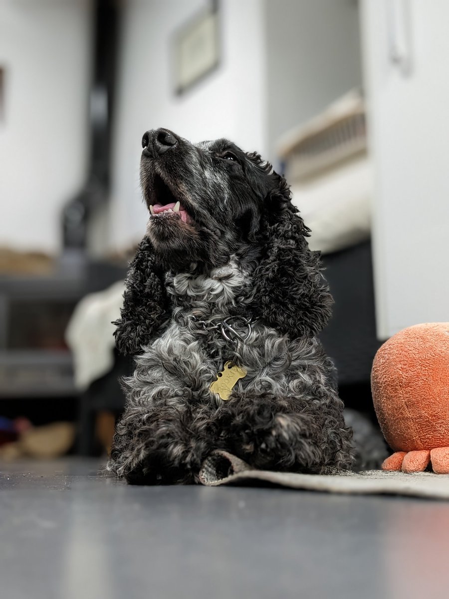 manuelbtsta's tweet photo. @madebygoogle His name is Rookie 🐾 https://t.co/Q0aRYhOVWO
