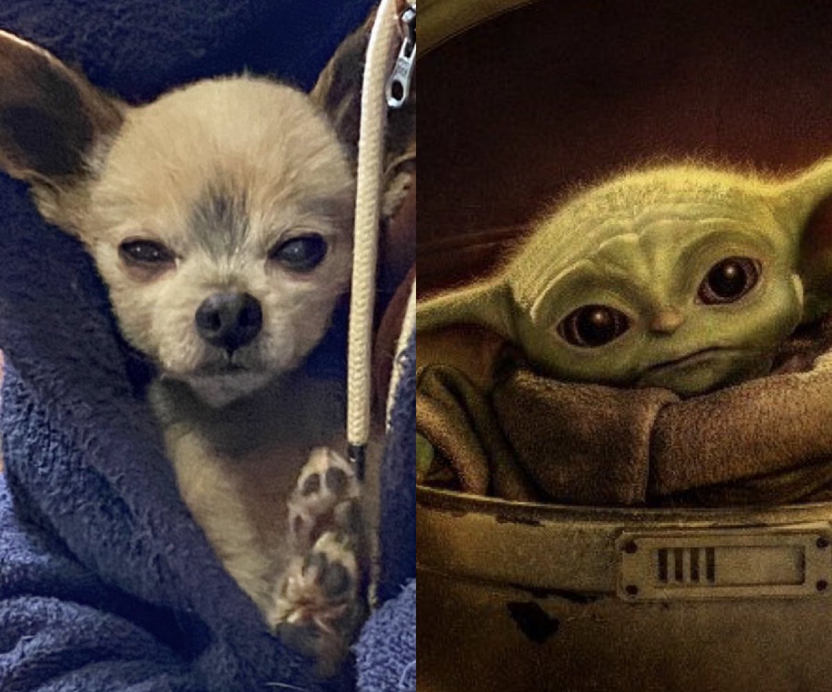 People always say they can’t believe Lopez is a real dog… Well I think I finally figured it out! 🤯👽🥰💚 #señorlopez #babyyoda #woodlandcreature