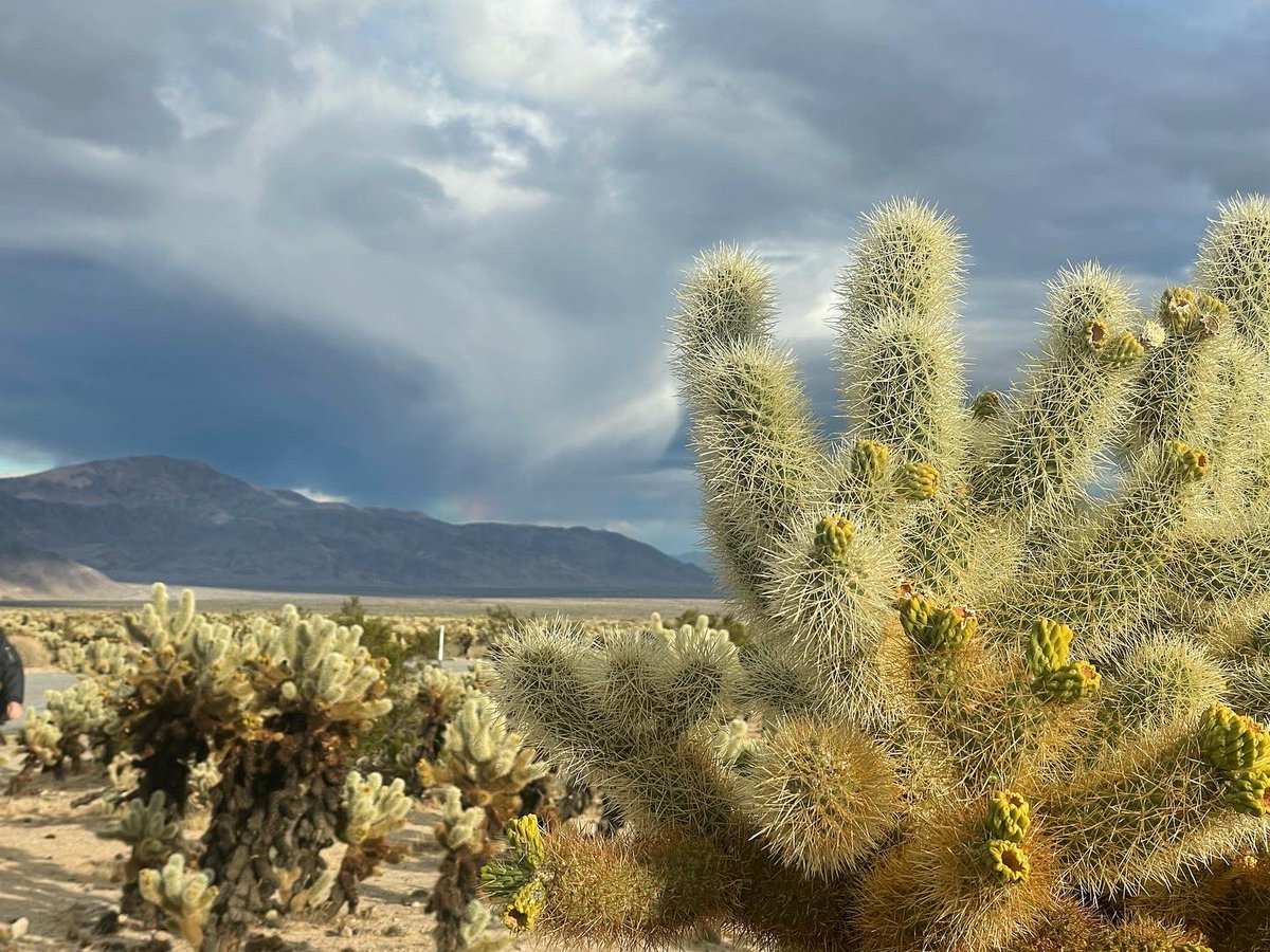 #Cholla #cactus garden in #JoshuaTreeNationalPark

Watch The Palm Springs Linguist YouTube Channel youtube.com/@PalmSpringsLi…