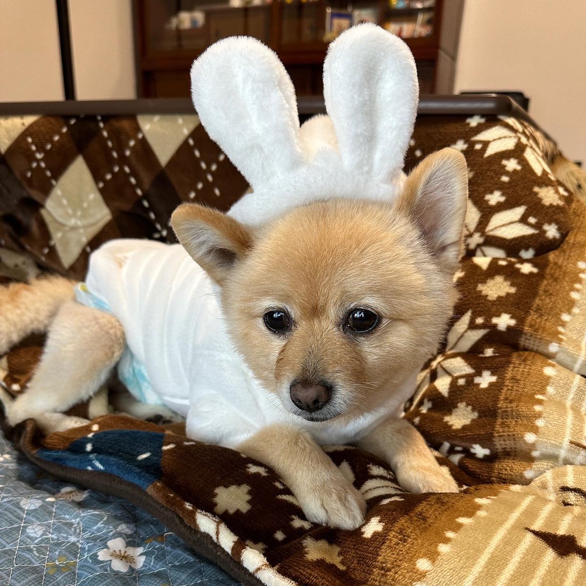 あけましておめでとうございます🐰
今年もポメくんをよろしくお願いします🐶