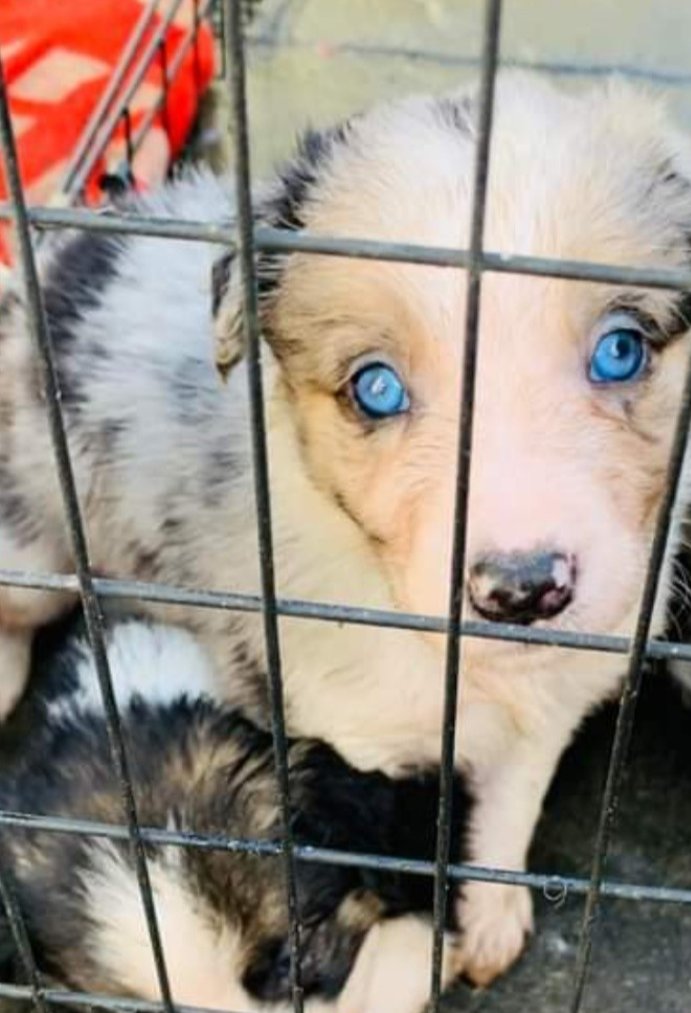 NilocRendrag's tweet photo. #bordercollie #dogforlife #puppy #trimerlecollie Our wee odin 21 weeks old ♥️ https://t.co/83g79ZahZ4