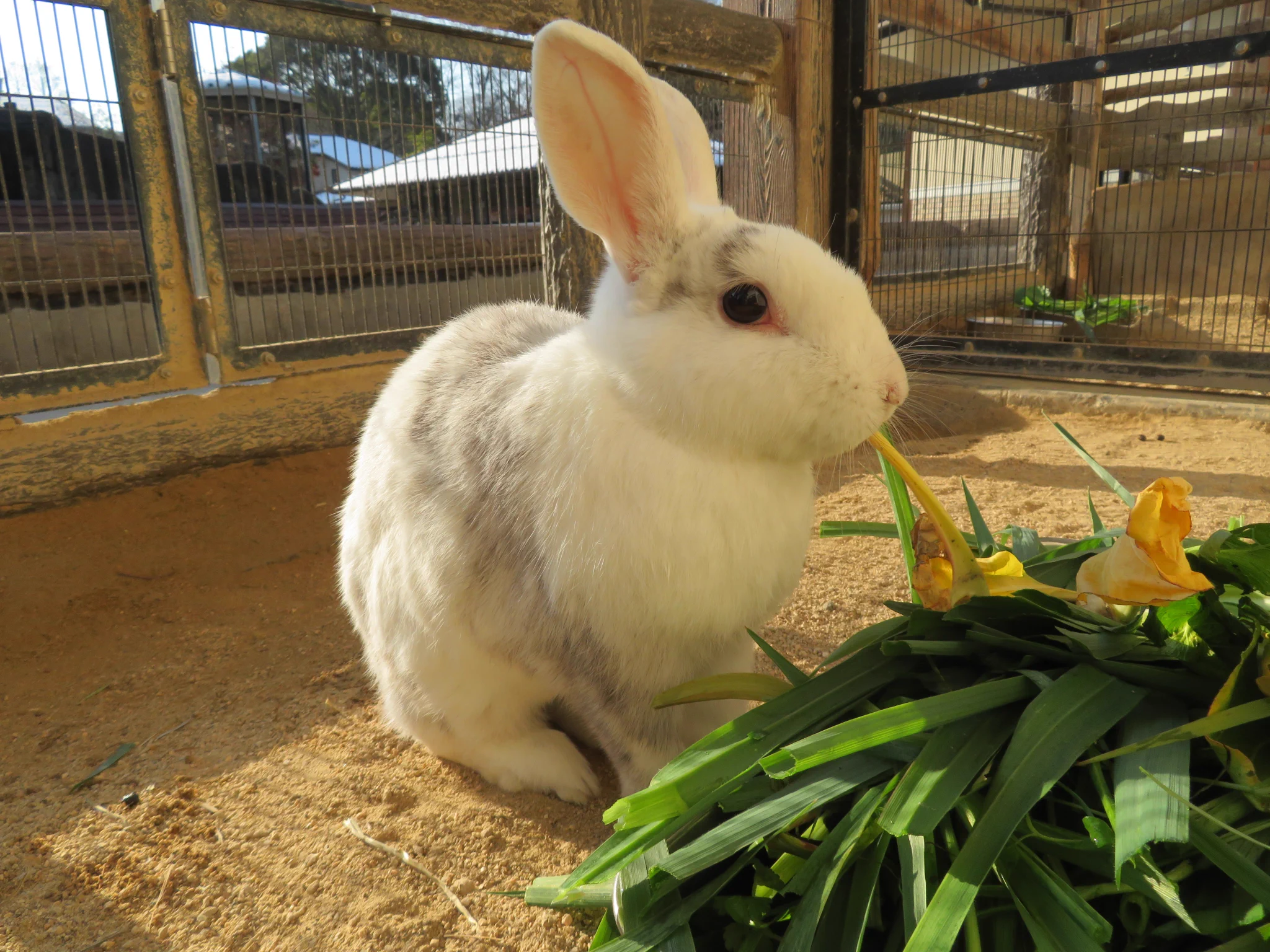 うさうさ 広島市安佐動物公園【公式】 on X: 
