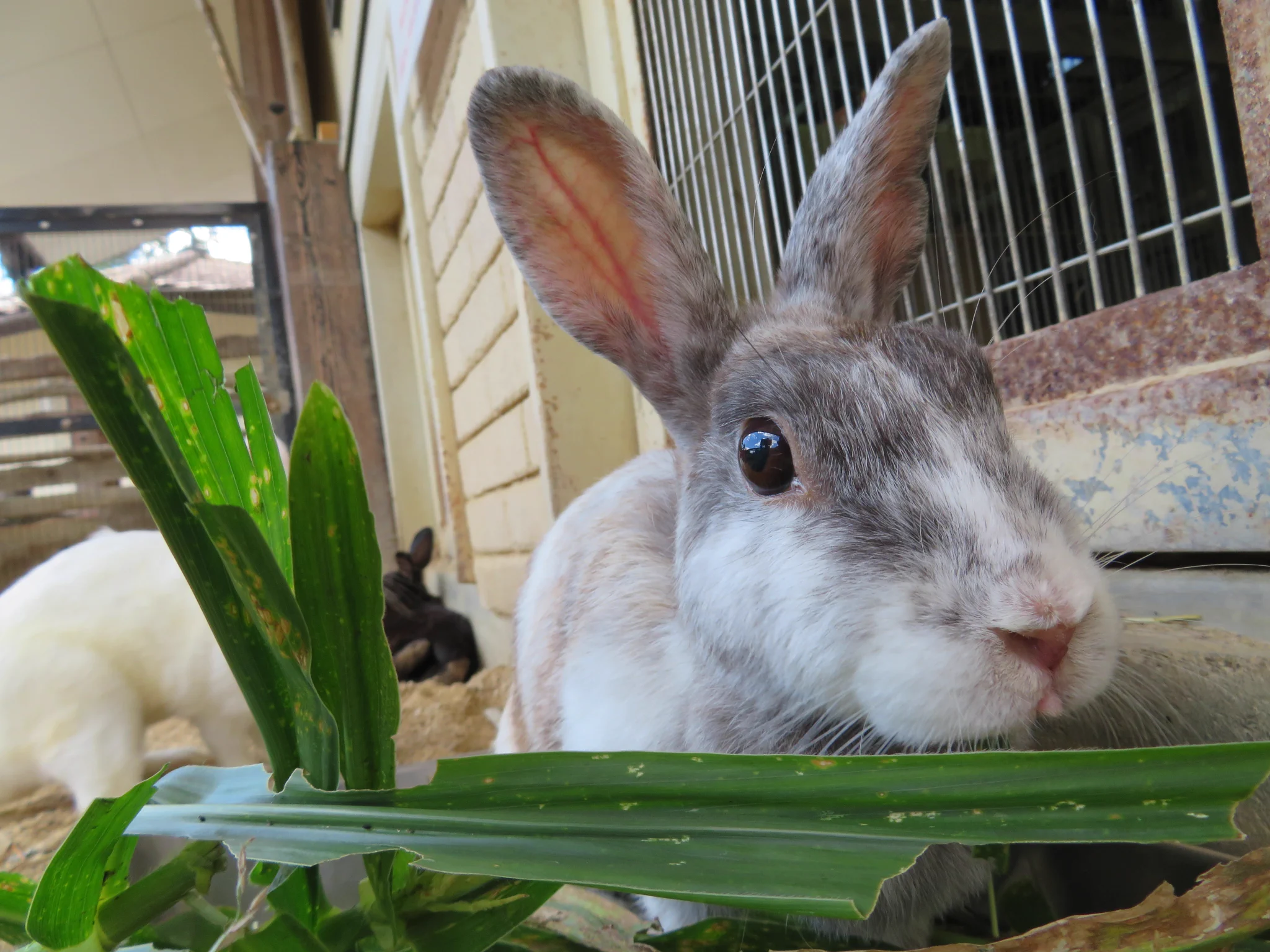 広島市安佐動物公園【公式】 on X: 