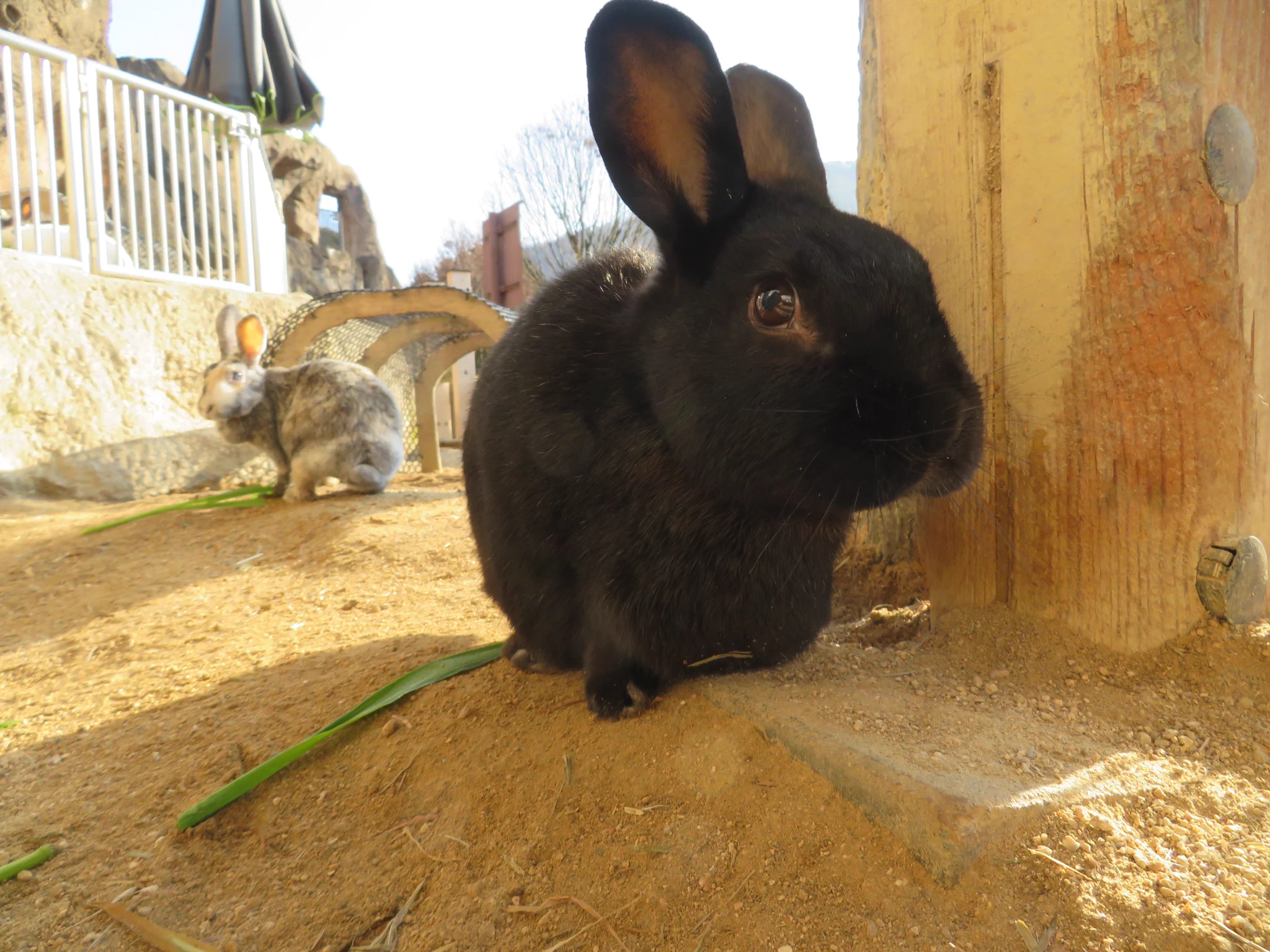 広島市安佐動物公園【公式】 on X: 