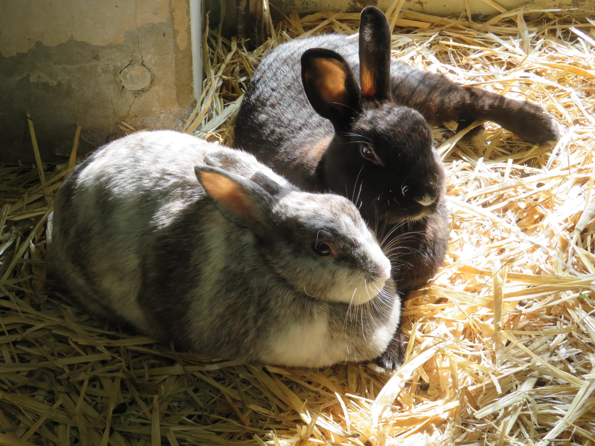 広島市安佐動物公園【公式】 on X: 