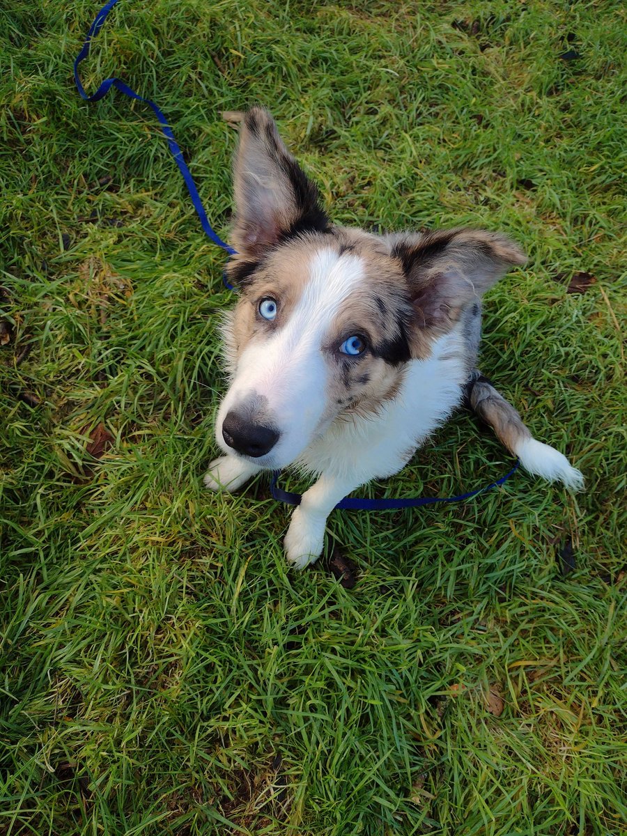 NilocRendrag's tweet photo. #bordercollie #dogforlife #puppy #trimerlecollie Our wee odin 21 weeks old ♥️ https://t.co/83g79ZahZ4
