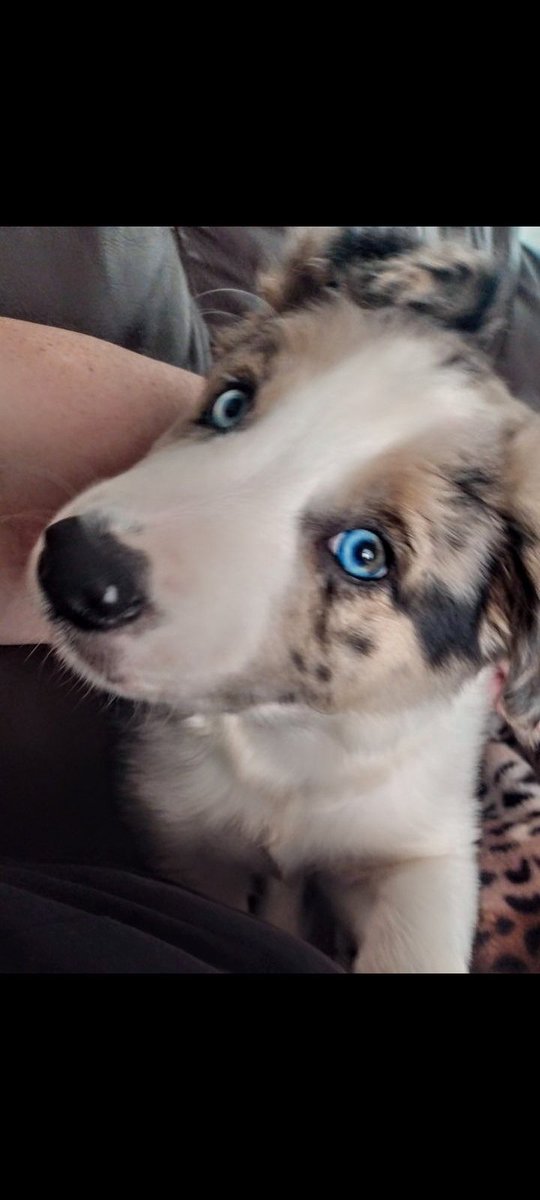 NilocRendrag's tweet photo. #bordercollie #dogforlife #puppy #trimerlecollie Our wee odin 21 weeks old ♥️ https://t.co/83g79ZahZ4
