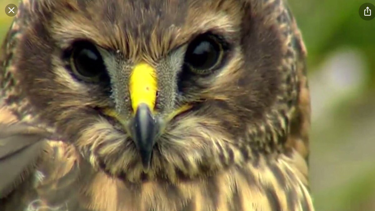 Raptor3ET's tweet photo. Do you know about #ProjectCamTag?
Would you like to learn more?
Do you need a speaker for a club or organisation?
3rd Eye Technology is going on tour, for more information please get in touch.
First talk is 3rd Feb 2023 @EssexBirdNews https://t.co/ODfRtsMNZZ
@Shortbirder @wcrcuk https://t.co/DFZ7NjLy8x