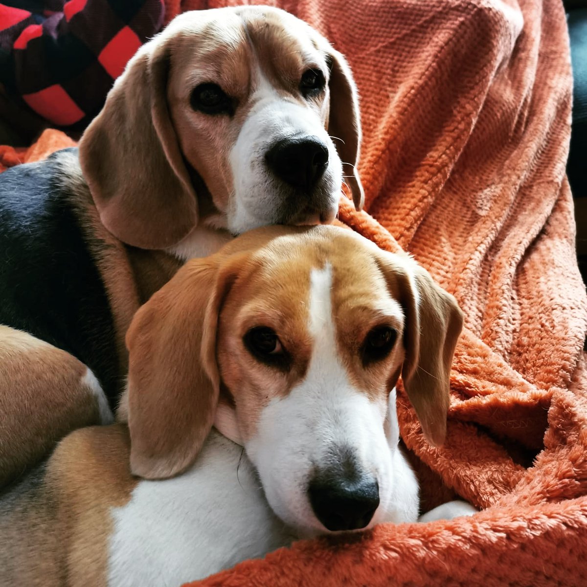 RioOfGlasgow's tweet photo. Happy New Year!!
And @PabloOfGlasgow says hello too!
#beagle #beaglepuppy #beaglesofglasgow #houndsofglasgow #hounddog #dogsofglasgow https://t.co/ej0Z68Rogd