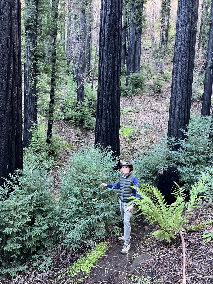 Hiking in Bothe State Park in northern Napa Valley on New Years Day.  The resilent forest…young redwoods growing after the 2020 fire #redwoods #napa