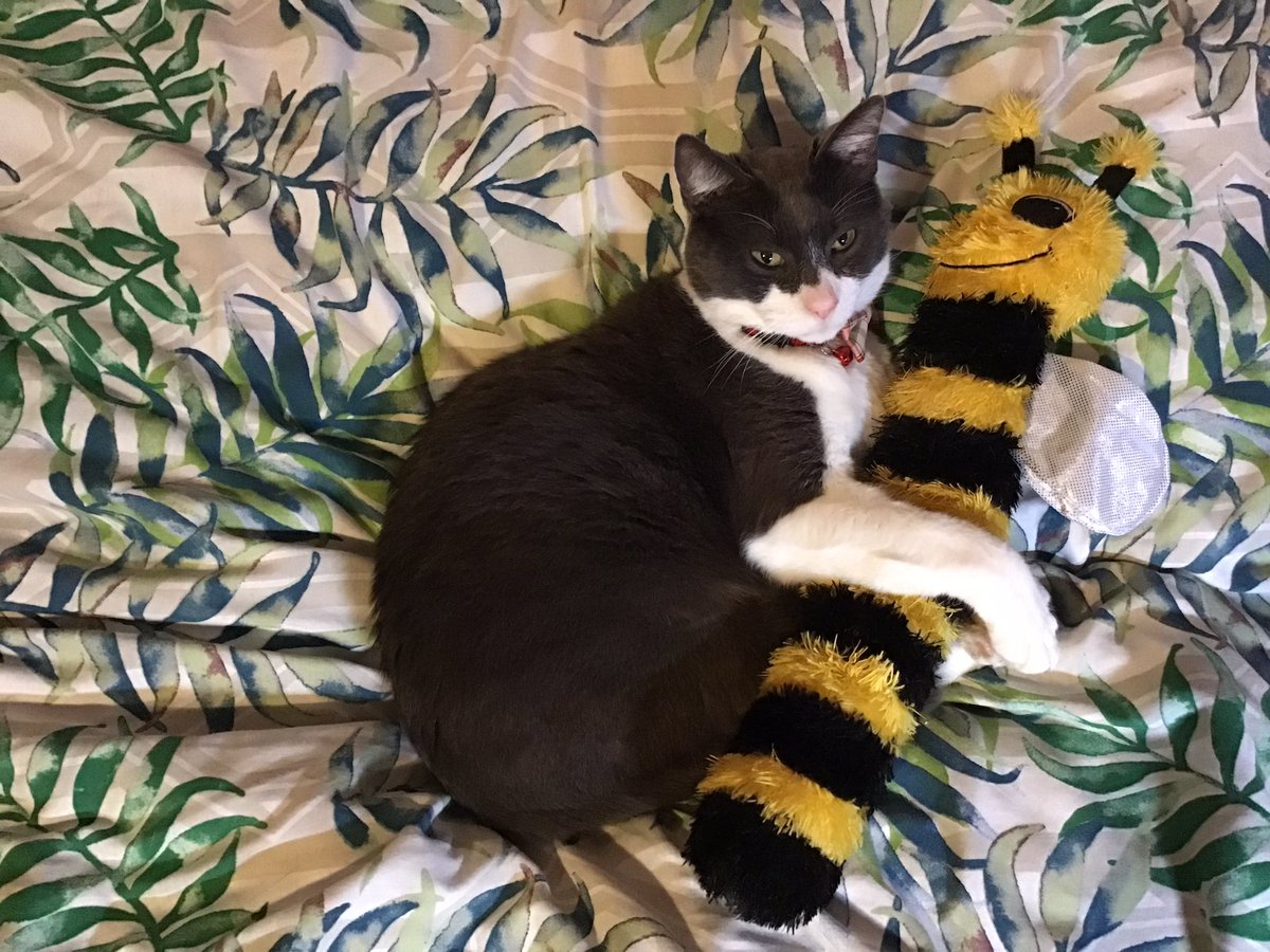 <a href="/Velvetthecat21/">Velvet2021</a> Happy New Year! Love Elvis