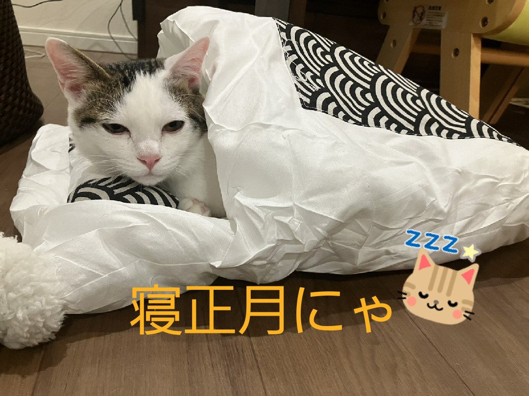 BaBa_nyann's tweet image. おはようございます☀️😺
#猫大好き
#solids大好き
#VISUALPRISON