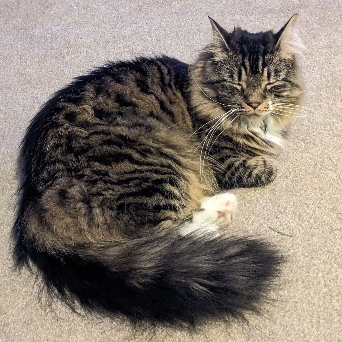 stickwad's tweet photo. This is my beautiful kitty @rescue_syd 😻💕 #CatsOnTwitter #catsofinstagram #mainecoon #catoftheday #TabbyTroop #rescuecat #cute https://t.co/5IlKvEyJDP
