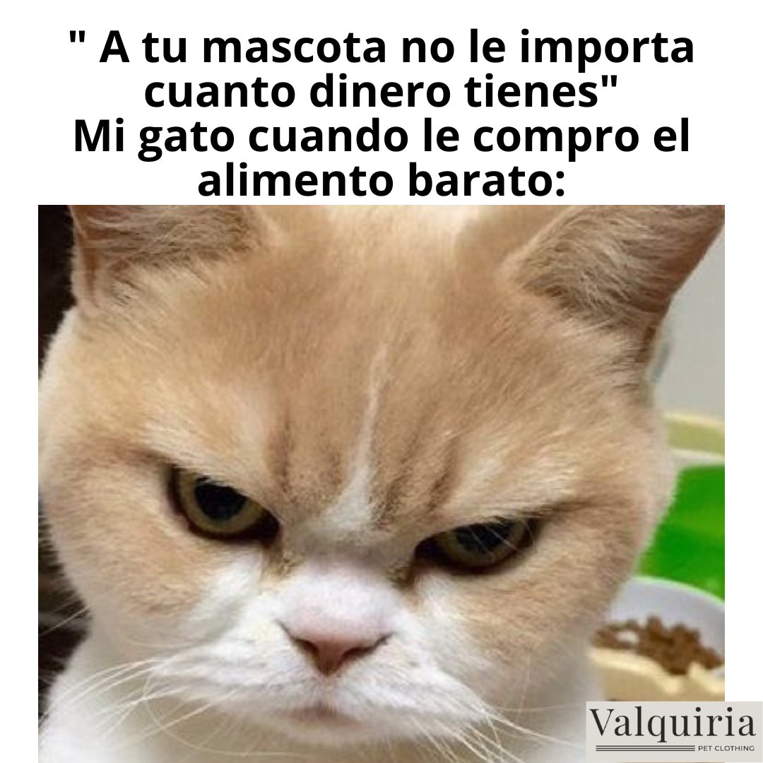 No te metas con la comida del Michi