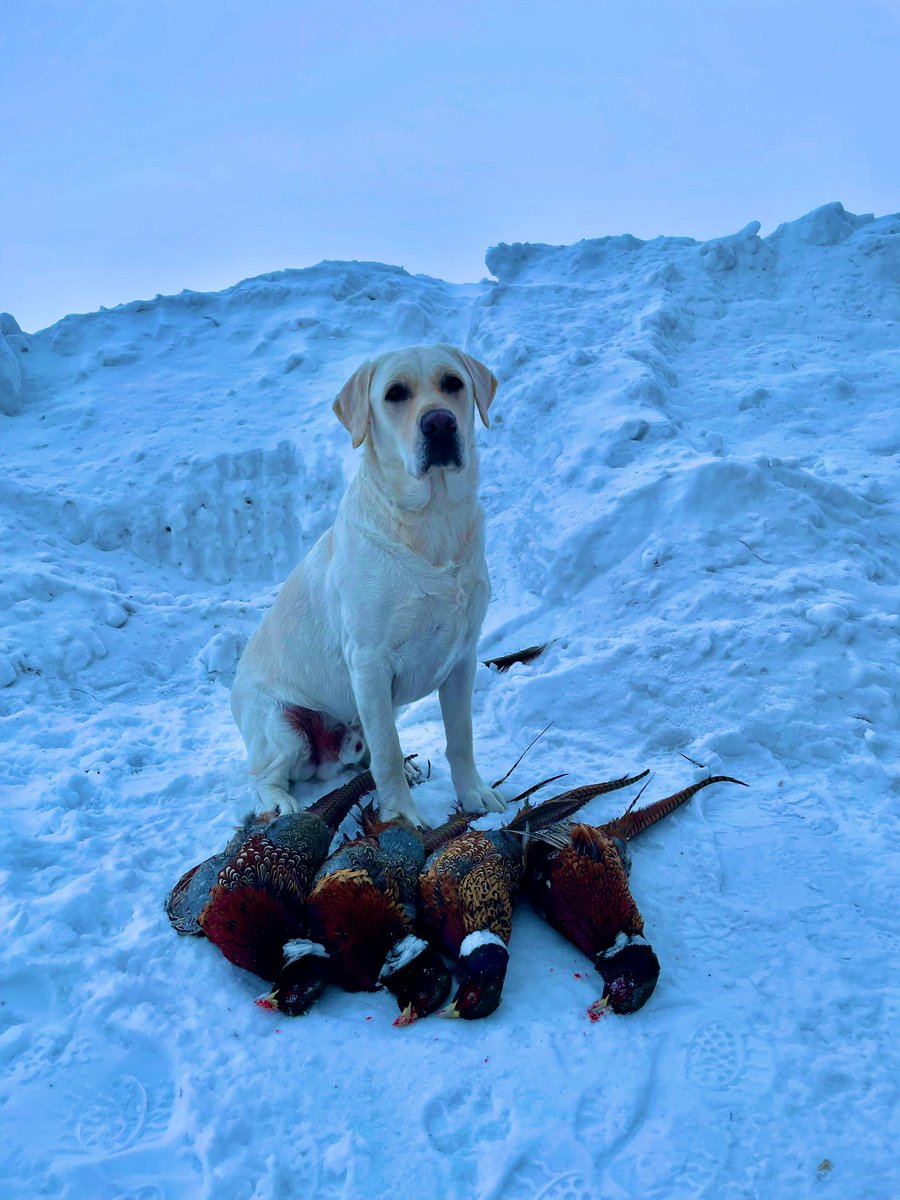 GJensen12's tweet photo. Great end to the season! #pheasant #upland #firstlite #englishlab https://t.co/Mem897RZMZ