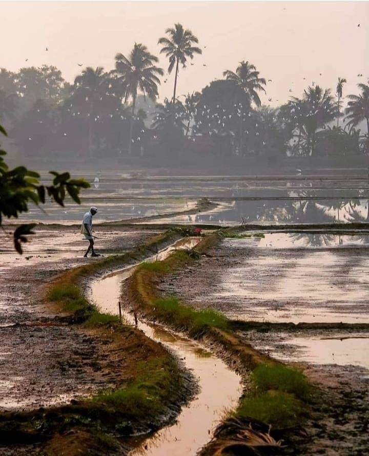 biswanath_v's tweet photo. ବର୍ଷା ର ପ��ବର୍ତ୍ତୀ ସଖଳ ଖେତ ର ସୁନ୍ଦରତା କୁ ଏମିତି ସଜେଇ ଦେଇ ପାରେ।  ପ୍ରକୃତି ର ଅନୁପମ ଅଭିନୟ । #goodmorning https://t.co/YLqoNc5nEG
