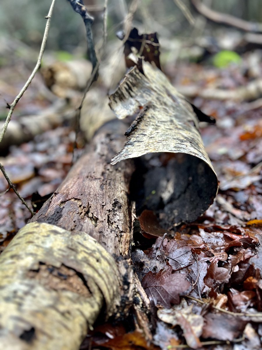 aroundthehouses's tweet photo. Strip-trees #silverbirch #winter #bark #barkless #shedding #woodland #photography #nature #naturephotography #woodlandwalk #bricketwoodcommon https://t.co/ozie5lT75N