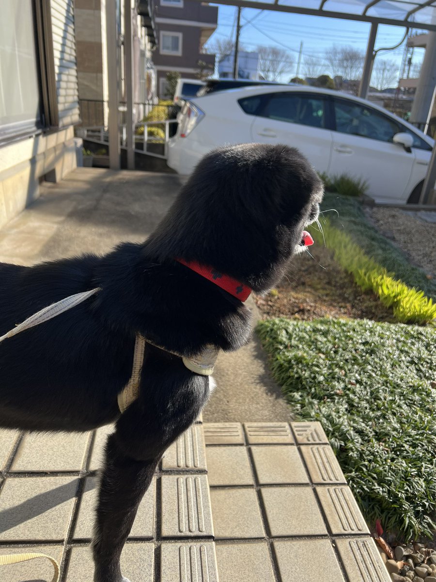 dfrf44a4's tweet photo. 新年からお願いですみません。迷い犬保護しています。拡散リツイートお願いします。
東京都東大和市向原のスギ薬局付近で保護しました。赤い首輪をしています。
#迷い犬
#迷い犬拡散希望 https://t.co/WBQ3uv5C7T