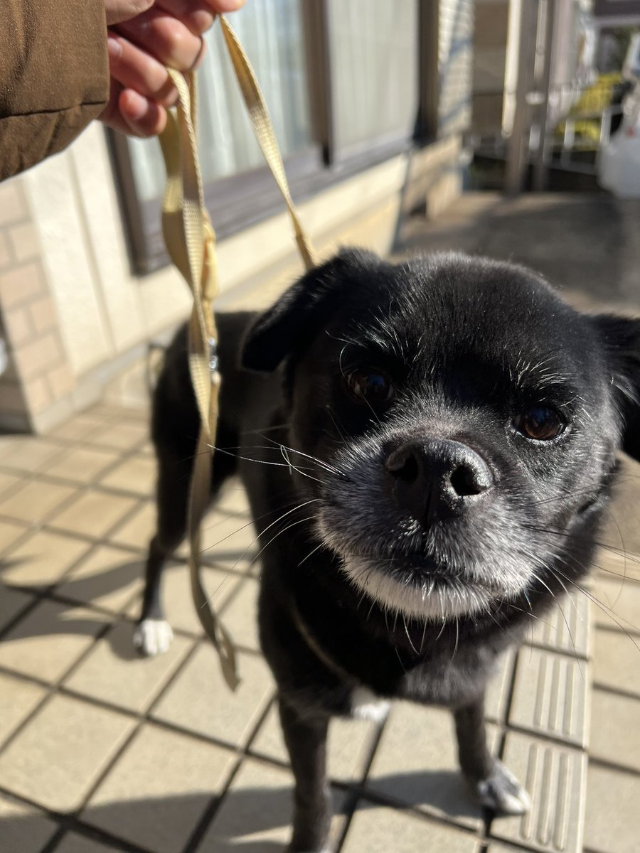 dfrf44a4's tweet photo. 新年からお願いですみません。迷い犬保護しています。拡散リツイートお願いします。
東京都東大和市向原のスギ薬局付近で保護しました。赤い首輪をしています。
#迷い犬
#迷い犬拡散希望 https://t.co/WBQ3uv5C7T