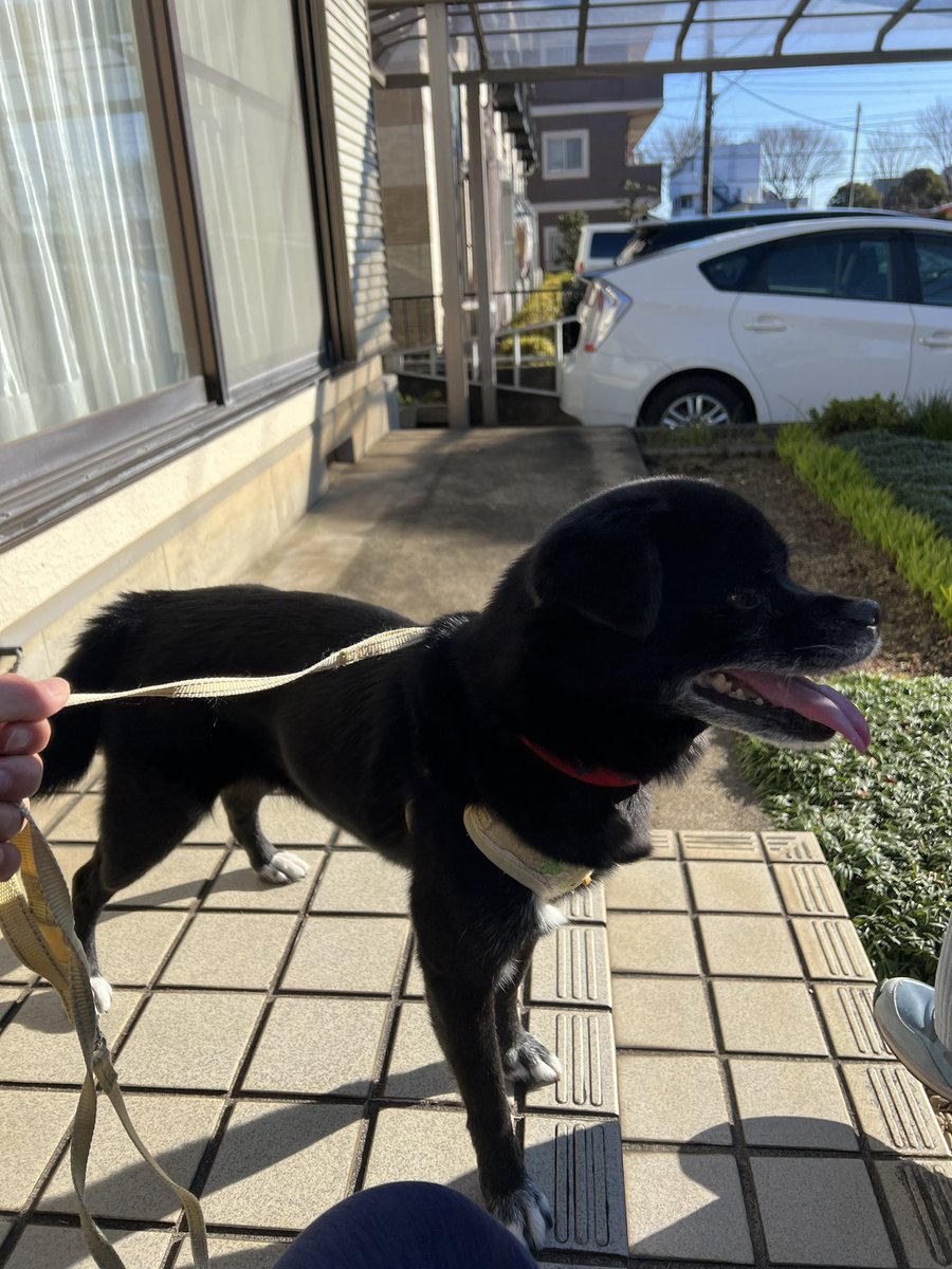 dfrf44a4's tweet photo. 新年からお願いですみません。迷い犬保護しています。拡散リツイートお願いします。
東京都東大和市向原のスギ薬局付近で保護しました。赤い首輪をしています。
#迷い犬
#迷い犬拡散希望 https://t.co/WBQ3uv5C7T