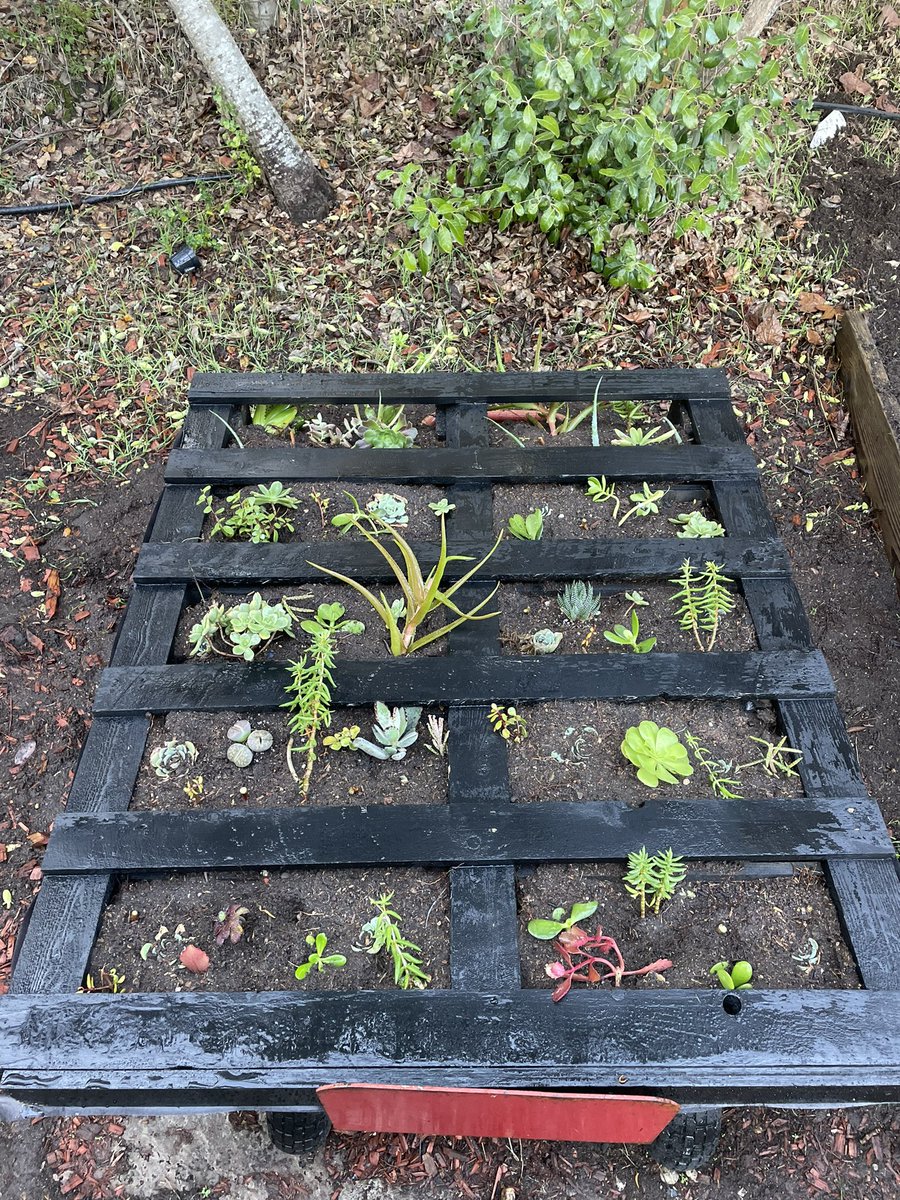 indoazz's tweet photo. Pallet Garden 1,2 &amp; 3. Water everyday for two weeks, stand up and hang. https://t.co/E1WRK5vvzN